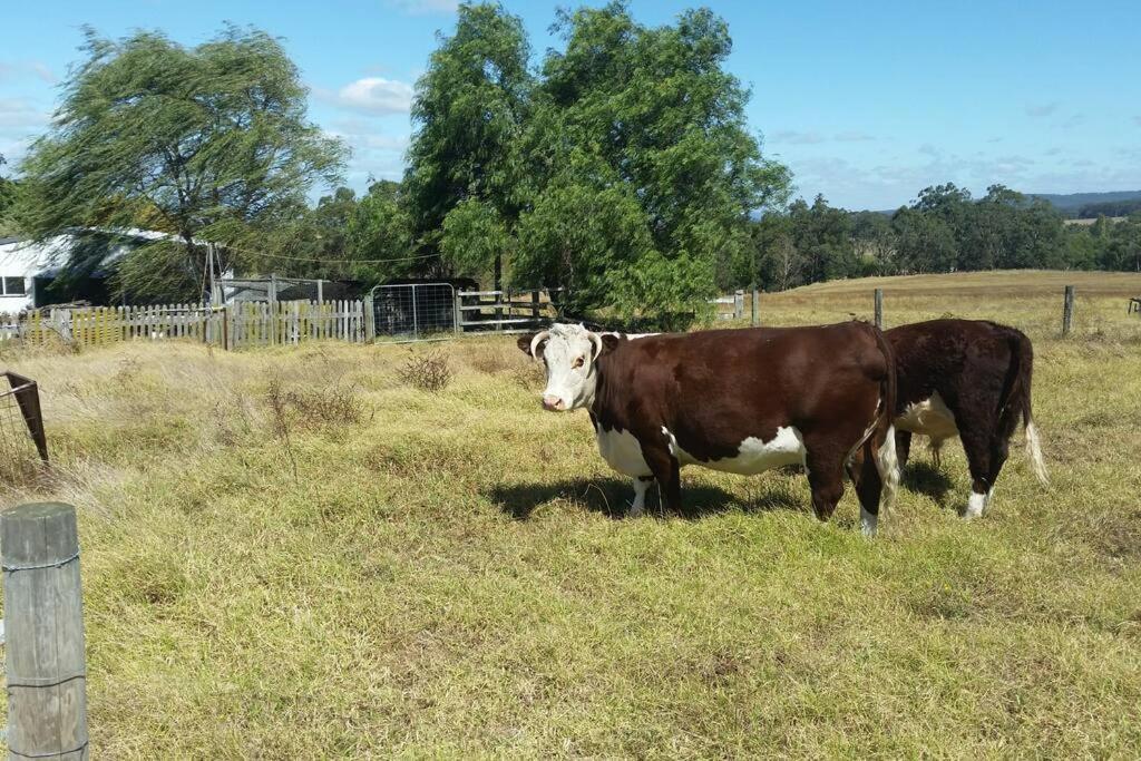 Handsome Hills Dairy Retreat Won Wron Eksteriør billede